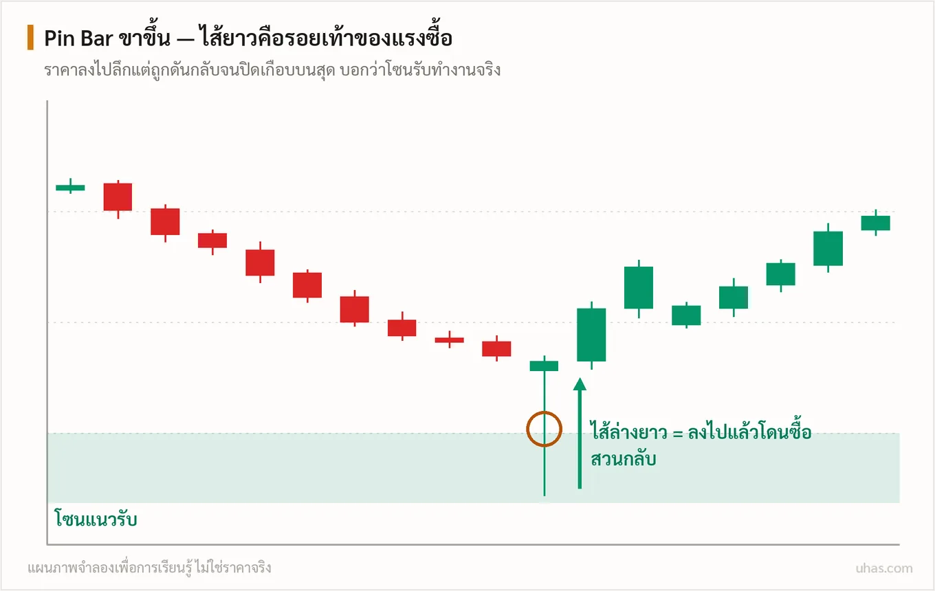 แผนภาพ Pin Bar: แท่งเทียนไส้ยาวที่โซนสำคัญ ไส้ล่างยาวที่แนวรับหมายถึงแรงซื้อดันกลับ ไส้บนยาวที่แนวต้านหมายถึงแรงขายกดกลับ