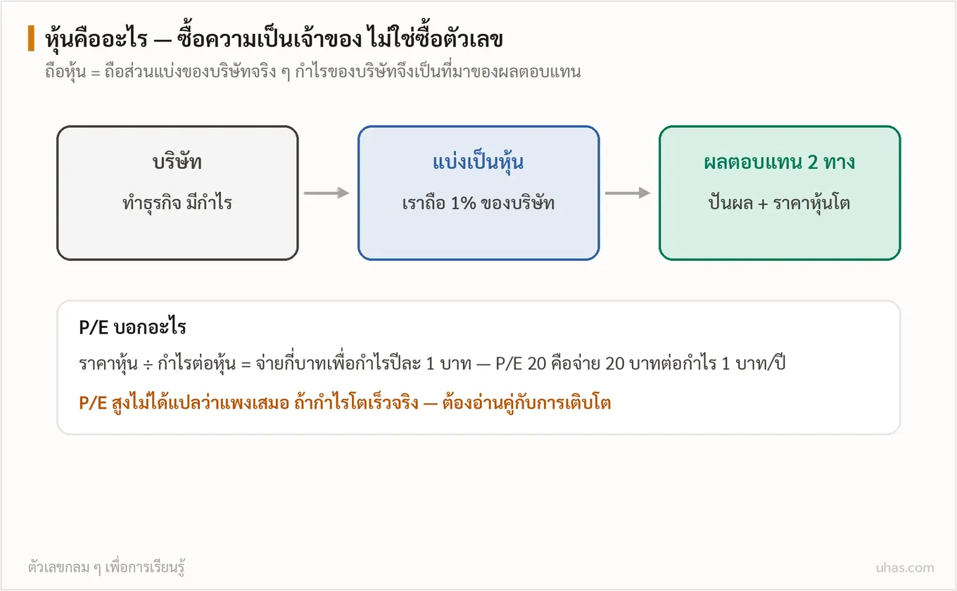 แผนภาพพื้นฐานหุ้น: การถือหุ้นคือการถือส่วนแบ่งความเป็นเจ้าของบริษัท ผลตอบแทนมาจากเงินปันผลและการเติบโตของราคา พร้อมวิธีอ่านค่า P/E